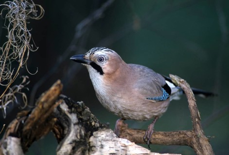 Jays, Garrulus glandarius, jay, birds, corvidae family of birds, passeri, corvids, songbirds, birds