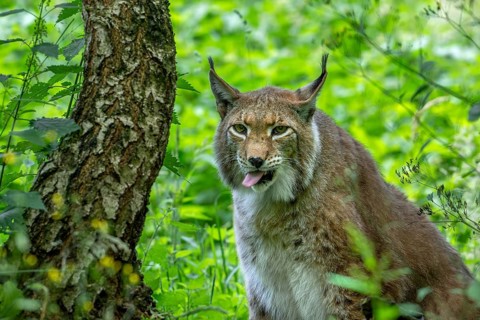 Close-up portrait of Eurasian lynx, Northern lynx (Lynx lynx lynx) sticking tongue out in forest in