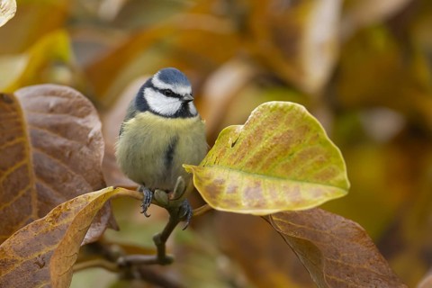 Blue tit (Cyanistes Caeruleus) adult garden bird in a magnolia tree with autumn colour leaves,