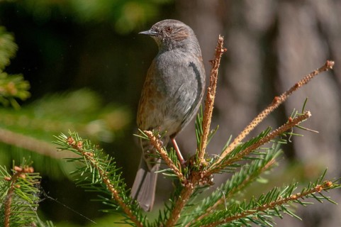 Dunnock, heckenbraunelle, Prunella modularis, birds, passeri, songbirds, birds