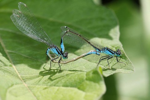 Two blue dragonflies are perched on a green leaf, the horseshoe blue (Coenagrion puella), mating,