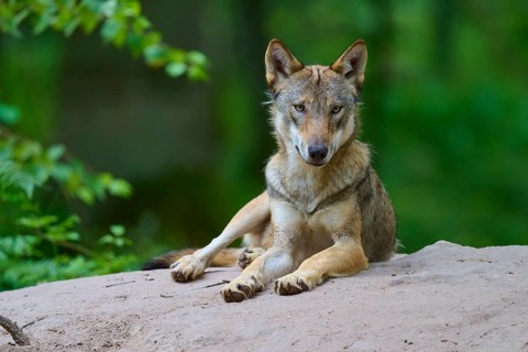 A wolf lies quietly on a hill surrounded by greenery, looking straight into the camera. Wolf (Canis