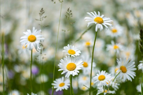 Asteraceae, daisy, leucanthemum vulgare, daisy, flower meadow, blooming meadow, dog daisy, flora,