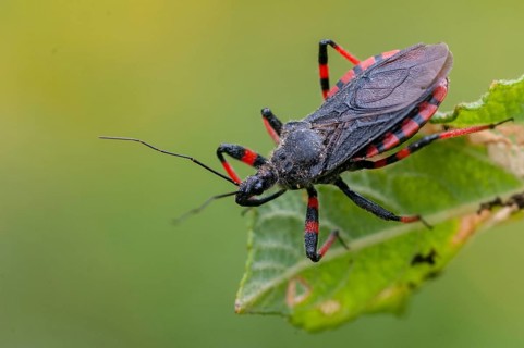 Ringed murder bug, heteroptera, murder bug, red-banded assassin bug, reduviidae, rhinocoris