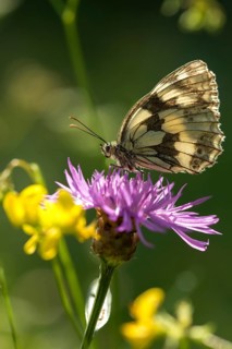 Board game, women's board, marbled white, melanargia galathea, checkerboard, butterfly, high size,