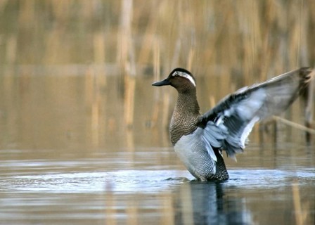Anas querquedula, garganey, crisp duck, spatula querquedula, anatidae, birds, ducks, ducks, duck