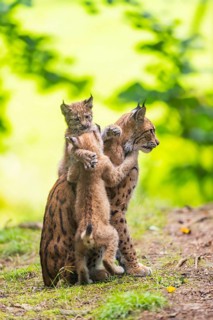 Eurasian lynx (Lynx lynx) mother with her youngsters (cubs) in a forest, Bavaria, Germany