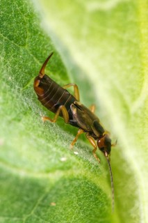 Dermaptera, earwigs, European earwig, forficula auricularia, common earwig, earwig, high size,