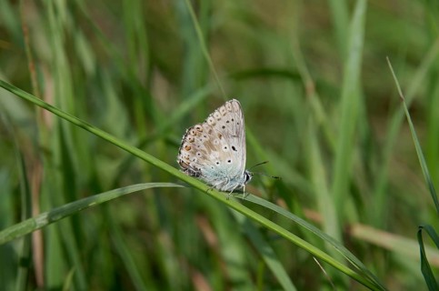 Chalkhill Blue (Lysandra coridon), butterfly, meadow, Germany, The butterfly sits with folded wings