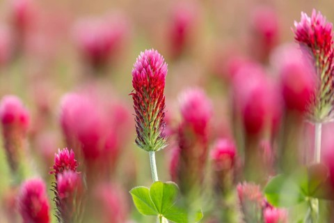 Crimson clover, Italian clover (Trifolium incarnatum) annual plant native to Atlantic and southern