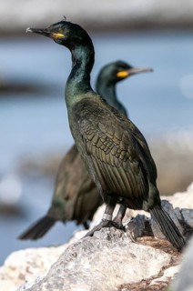 Common Shag, European Shag, Gulosus Aristotelis, Crow Shard, Norway, Phalacrocorax Aristotelis,