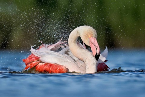 A greater flamingo (Phoenicopterus roseus) bathing in a pond, Camargue Regional Nature Park,
