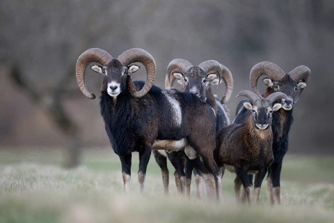Mouflon (Ovis gmelini), Bitburg, Rhineland-Palatinate, Germany