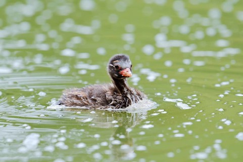 Little grebe (Tachybaptus ruficollis), swimming chick, North Rhine-Westphalia, Germany