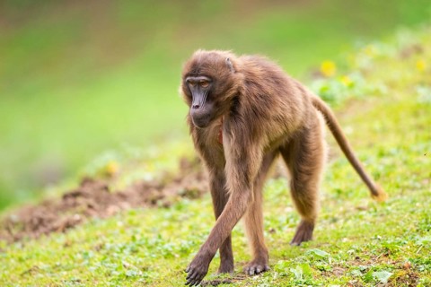 Gelada (Theropithecus gelada) female walking over a meadow, captive, distribution africa