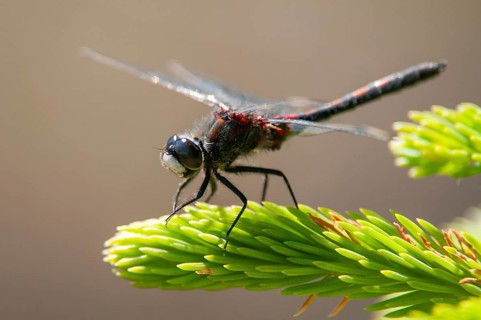Leucorrhinia rubicunda, northern white-faced darter, ruby whiteface, anisoptera, damselflies,