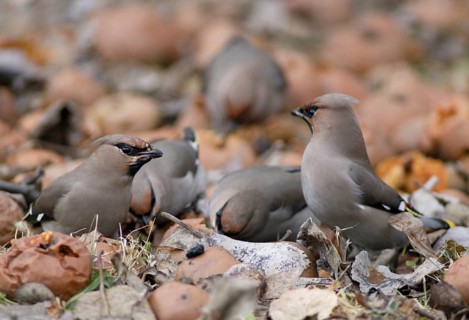 Bombycilla Garrulus, waxwing, birds, fallen fruit, meadow orchard, passeri, songbirds, songbirds,