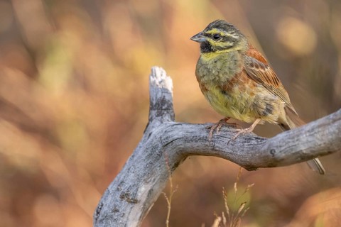 A male cirl bunting (Emberiza cirlus) on a branch. Bas-Rhin, Alsace, France