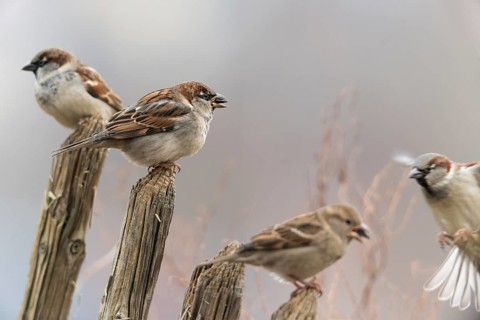 House sparrow, passeri, songbirds, sparrow, birds, female, garden fence, male, passeri, songbirds,