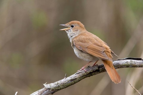 Luscinia megarhynchos, nightingale, birds, song, passeri, singing, songbirds, sining, songbirds,