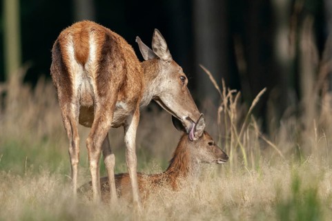 Artiodactyla, Cervus Elaphus, even-toed ungulate, cloven-hoofed, red deer, deer, deer, calf, body