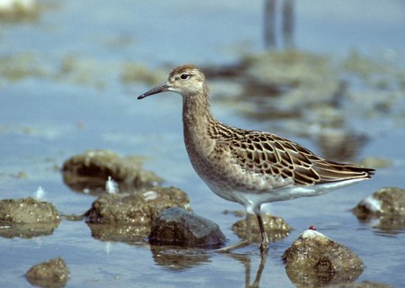 Calidris pugnax, fighter runner, philomachus pugnax, ruff, birds, charadriiformes, leo, limikolen,