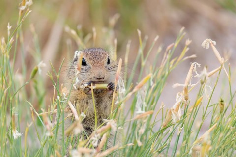 A young European ground squirrel (Spermophilus citellus) eats seats, leaves and flowers in a green