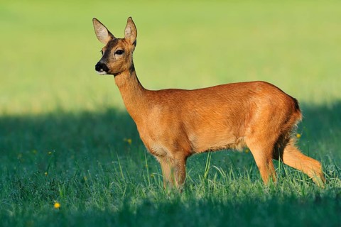 European roe deer (Capreolus capreolus), a doe standing in a meadow, North Rhine-Westphalia,