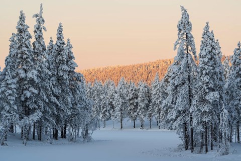 Snowy winter forest in evening light, Nattavaara, Norrbotten, Lapland, Sweden, November 2023