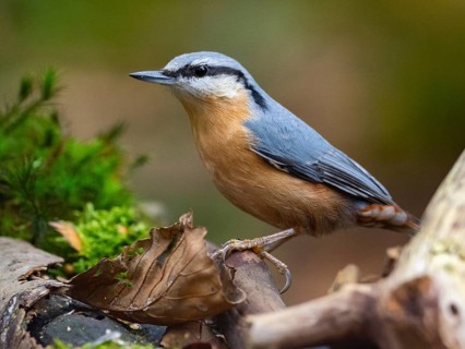Ein Eurasian Nuthatch, North Rhine-Westphalia, Germany