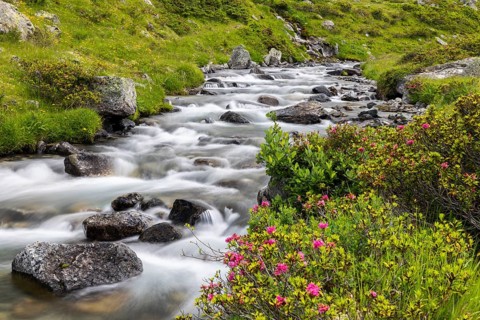 Rusty-leaved alpenrose (Rhododendron ferrugineum) by a mountain stream, heath family (Ericaceae),