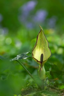 Lords-and-ladies or Arum lily (Arum maculatum) flower head in a woodland in spring, Suffolk,