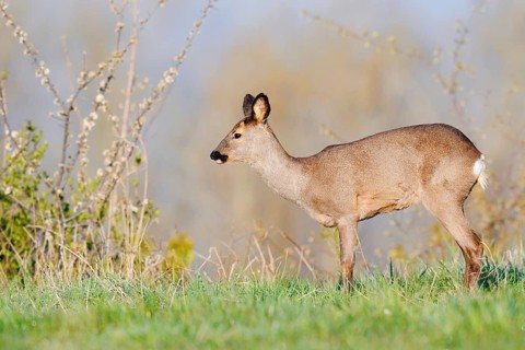 European roe deer (Capreolus capreolus), doe in spring, North Rhine-Westphalia, Germany