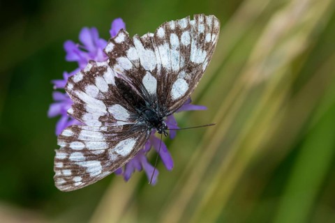 Board game, women's board, marbled white, melanargia galathea, checkerboard, butterfly, insects,