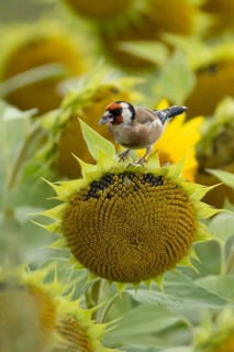 European goldfinch (Carduelis carduelis) adult bird feeding on a Sunflower (Helianthus annuus)