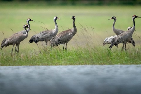 Brandenburg, Crane, Germany, Grus Grus, Crane, Nabu, national natural heritage, Grünhaus natural