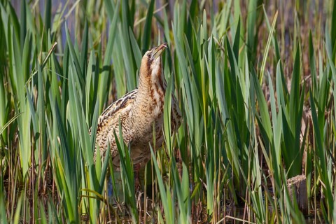 Great or Eurasian bittern (Botaurus stellaris) adult bird in a reedbed, RSPB Minsmere nature