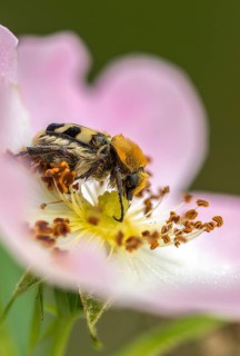 Bee beetle, leaf horn beetle, belted brush beetle, smooth-brained brush beetle, brush beetle,