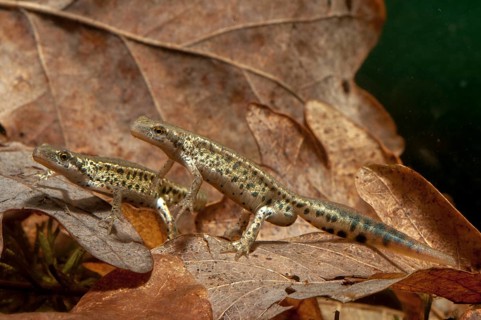 Italian newt, Italian water newt, Lissotriton italicus, Triturus italicus, amphibians, amphibians,