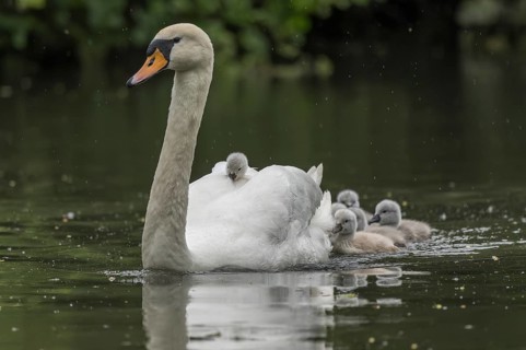 Swan moves across the pond followed by four swan chicks. The water is calm and the light is soft.