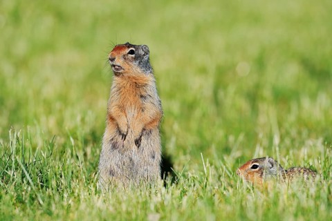 Columbia ground squirrel (Urocitellus columbianus, Spermophilus columbianus), female with young,