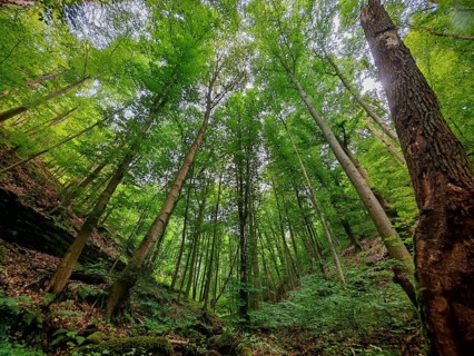 Looking up to the tall treetops in a green forest, hiking in spring, Bad Blankenburg, Schwarzatal