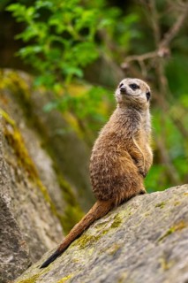 Meerkat (Suricata suricatta) standing sweet and curious on a rock, captive, occurrence Africa
