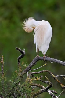 Cattle egret (Bubulcus ibis), perched on a branch, Camargue, southern France, France