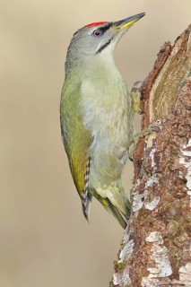 Grey-headed Woodpecker (Picus canus), a male perched on the trunk of a grey birch (Betula