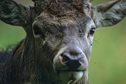 Artiodactyla, Cervus Elaphus, even-toed ungulate, cloven-hoofed, red deer, deer, deer, deer, leo,