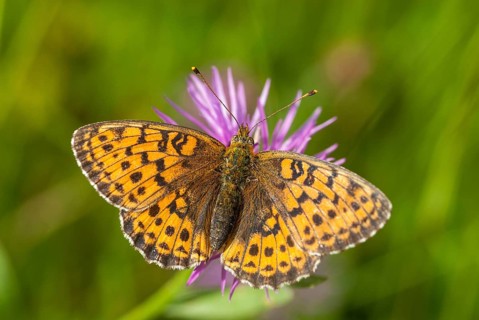 Brenthis Ino, Lesser Marbled Fritillary, Meadowsweet Pearl Butterfly, Purple Silver Butterfly,