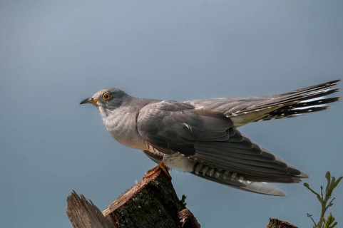 Cuckoo, cuculus canorus, cuckoo, birds, birds