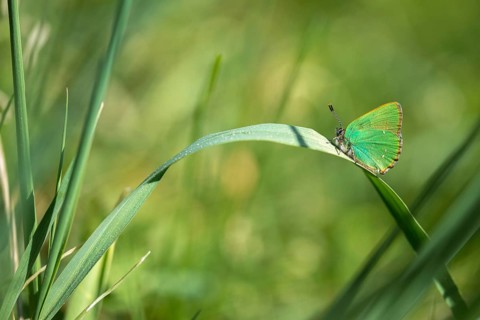 Blackberry tip, Callophrys rubi, gren hairstreak, green pointed butterfly, insects, butterfly,