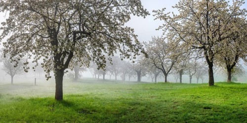 Orchard with blooming cherry trees in morning fog in spring, near Freyburg, Saxony-Anhalt, Germany